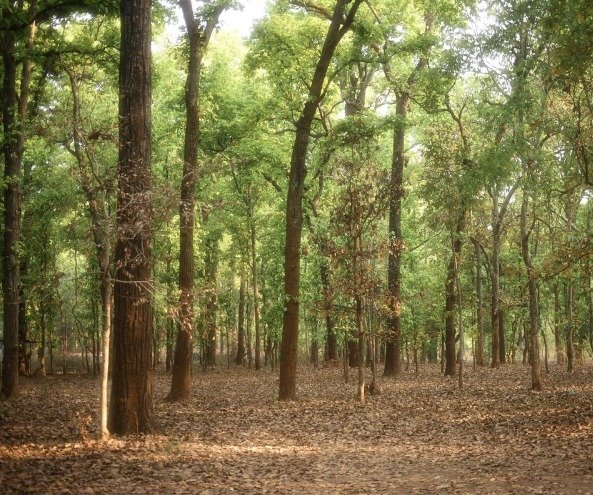 Kanha Meadows and Sindoor Trees